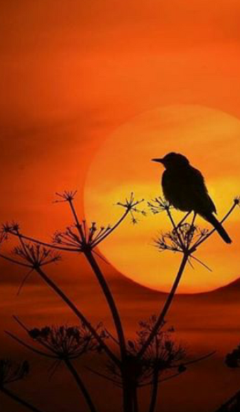 عکس پروفایل سلام ظهرتون بخیر