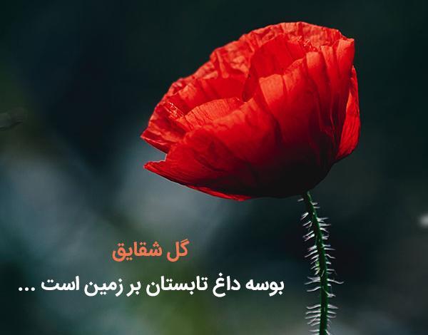 عکس نوشته های شقایق