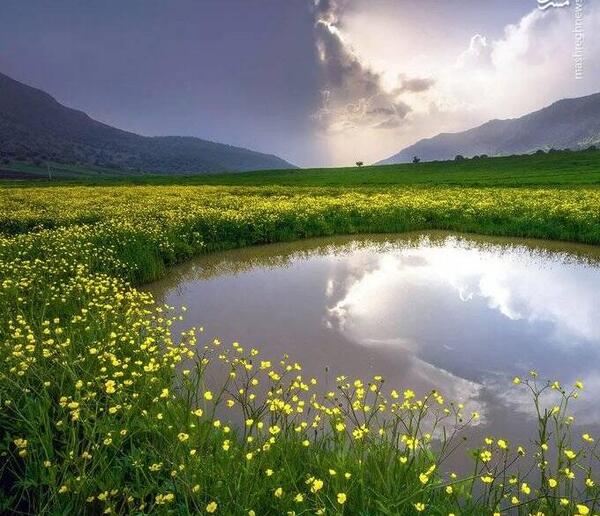 عکس بارش باران روی گل
