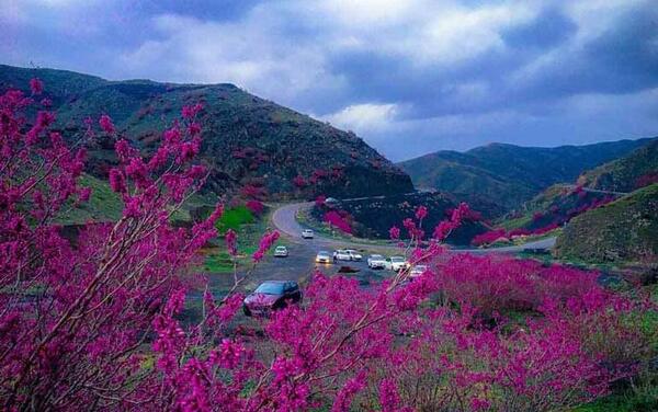عکس های ارغوان