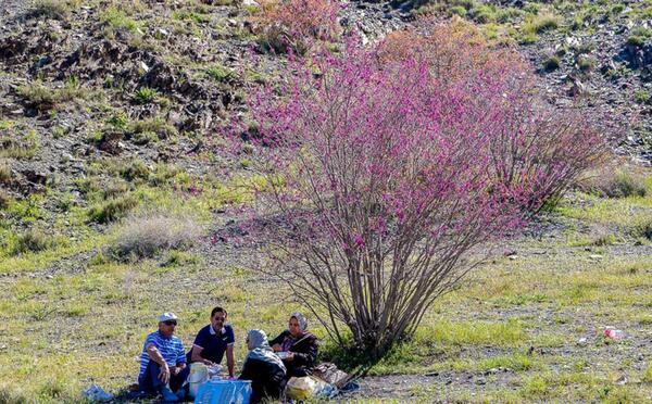 عکس های ارغوان