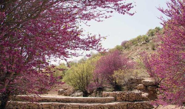 عکس های ارغوان