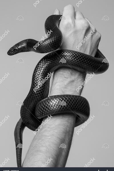 عکس مار سیاه