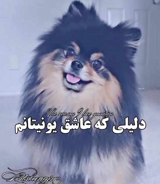 عکس سگ تهیونگ بی تی اس