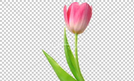 عکس نوشته گل لاله