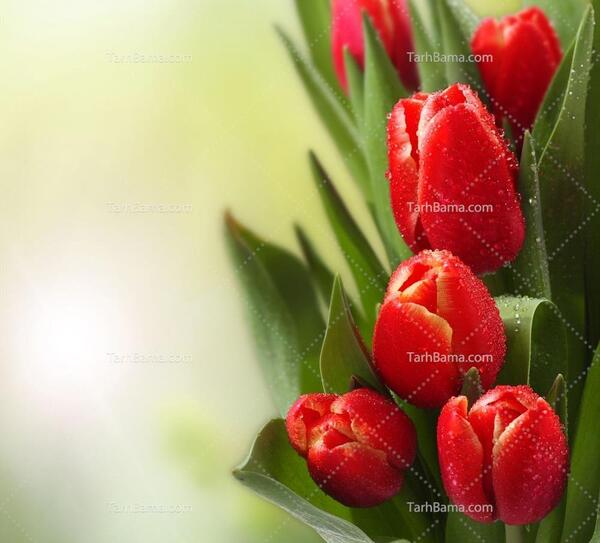 عکس نوشته گل لاله