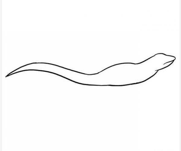 عکس مارمولک نقاشی