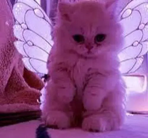 عکس گربه برای پروفایل بنفش