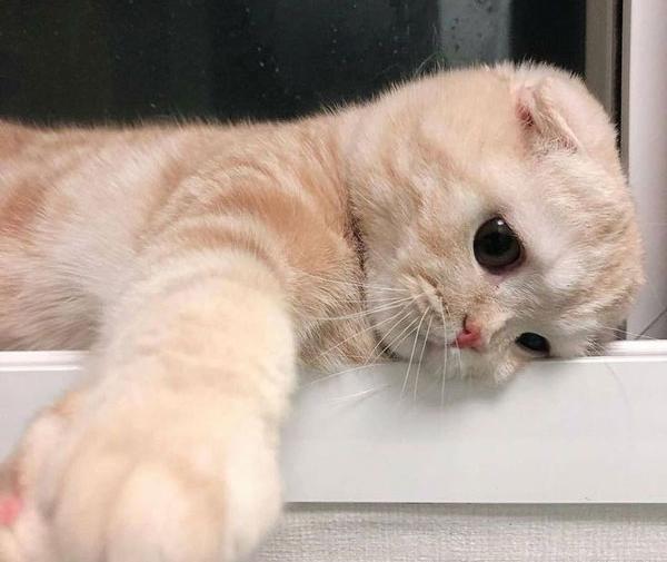عکس گربه برای پروفایل بنفش