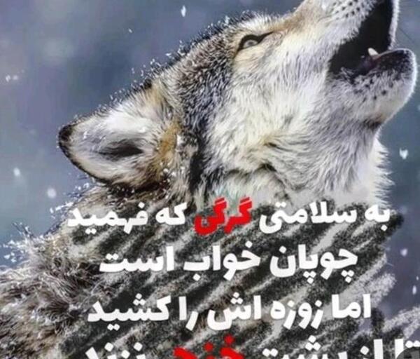 عکس گرگ نوشته