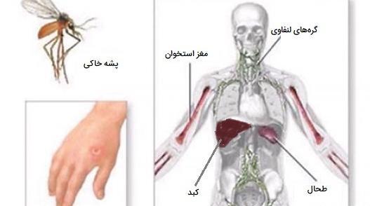 عکس ویروس سالک