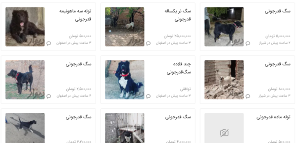 عکس سگ قدرجونی وحشی