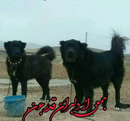 عکس سگ قدرجونی وحشی