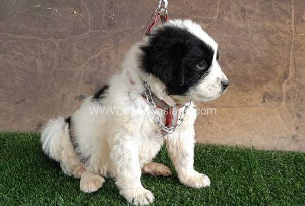 عکس سگ قدرجونی وحشی