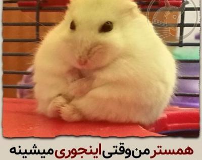 عکس از همستر ناز