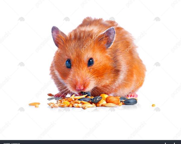 عکس از همستر ناز