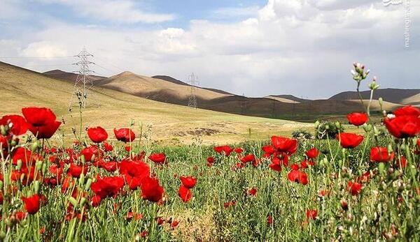 عکس نوشته از شقایق