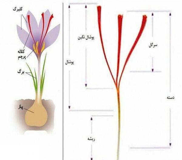عکس زعفران ممتاز قائنات