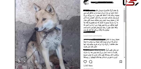 عکس گرگ ایرانی