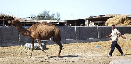 عکس شتر کشتن