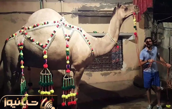 عکس شتر کشتن
