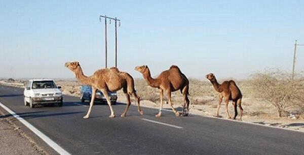 عکس شتر کشتن