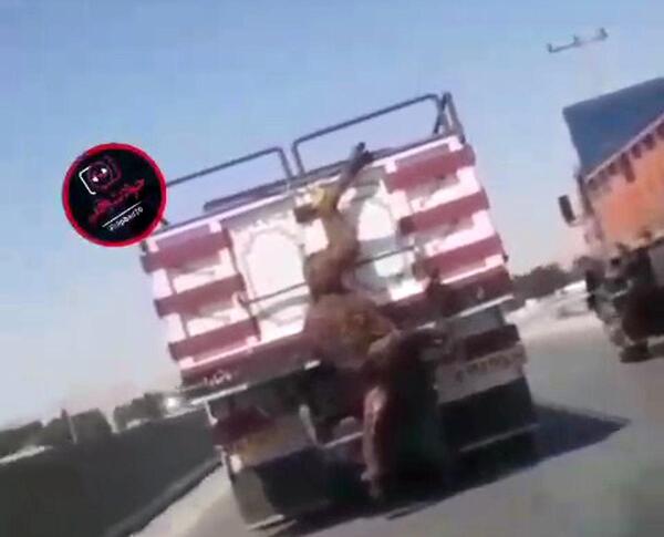 عکس شتر کشتن