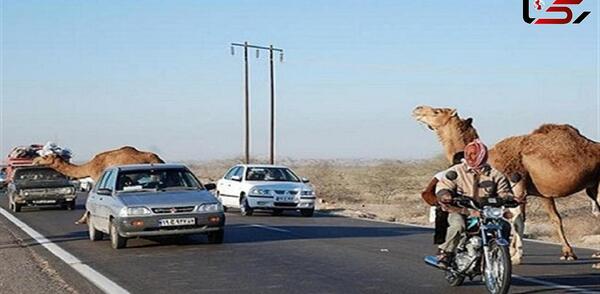 عکس شتر کشتن