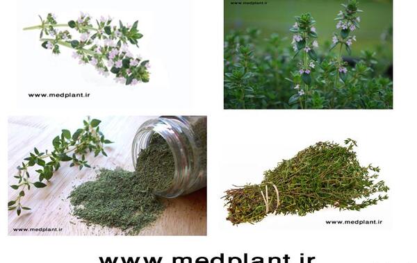 عکس دارو اویشن