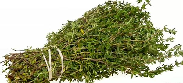 عکس دارو اویشن
