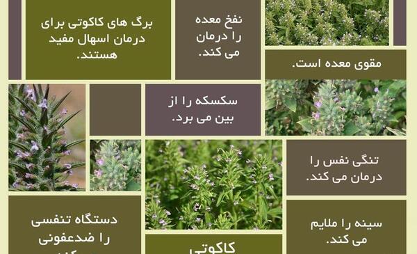 عکس دارو اویشن