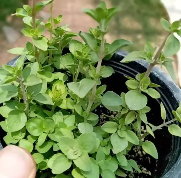 عکس دارو اویشن