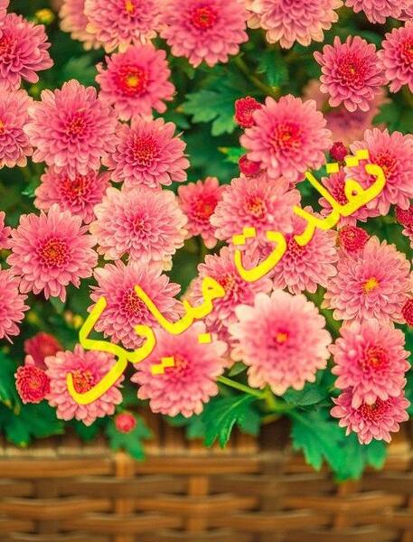 عکس پروف متحرک دخترانه