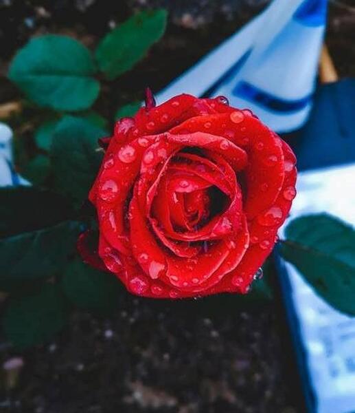 عکس گل برای پروفایل بنفش
