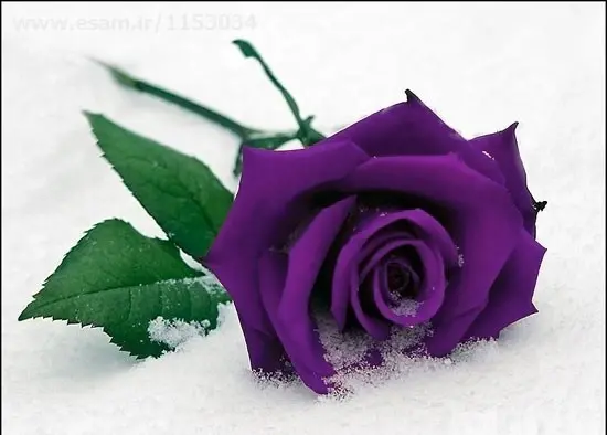 عکس گل برای پروفایل بنفش