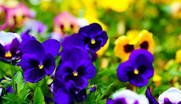 عکس گل برای پروفایل بنفش