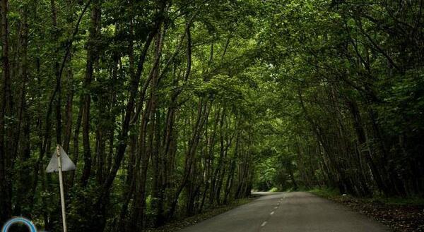 عکس از طبیعت چمستان