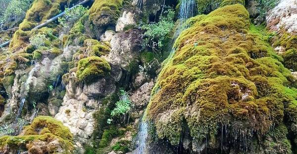 عکس از طبیعت چمستان