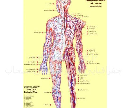 عکس اناتومی بدن به زبان فارسی