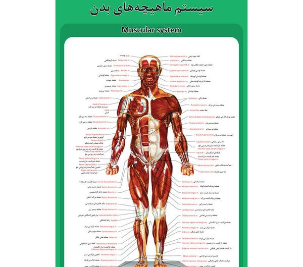 عکس اناتومی بدن به زبان فارسی