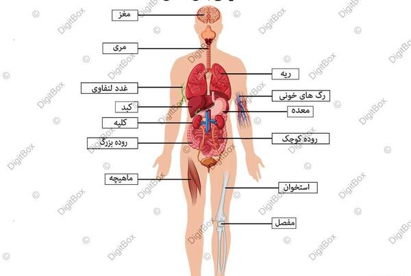 عکس اناتومی بدن به زبان فارسی
