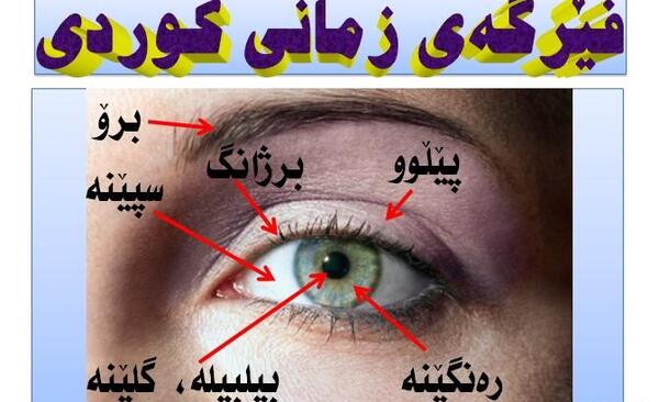 عکس اناتومی بدن به زبان فارسی