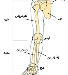 عکس اناتومی بدن به زبان فارسی