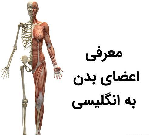 عکس اناتومی بدن به زبان فارسی
