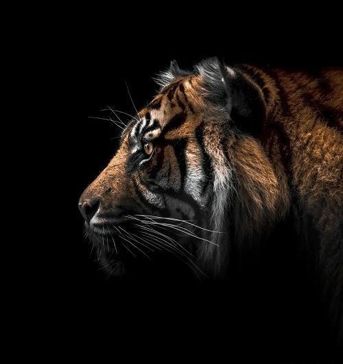 عکس ببر برای صفحه گوشی