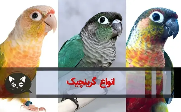 عکس طوطی گرینچیک