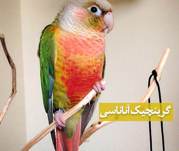 عکس طوطی گرینچیک