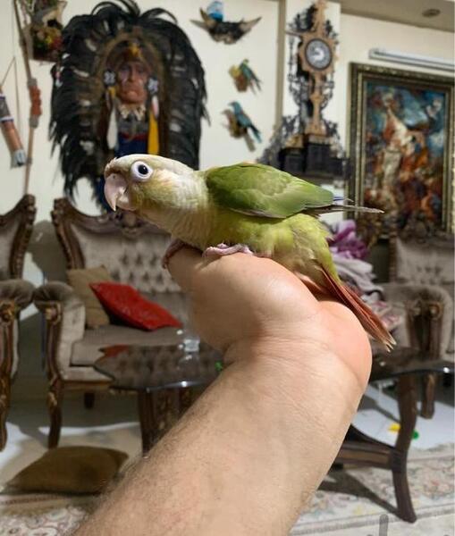 عکس طوطی گرینچیک