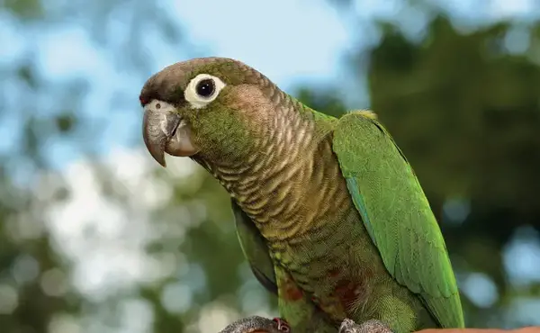 عکس طوطی گرینچیک