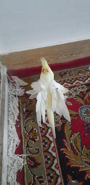 عکس عروس هلندی پی دی اف